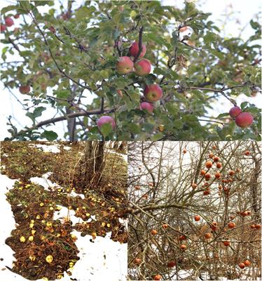 Origins of the Apple: The Role of Megafaunal Mutualism in the Domestication of Malus and Rosaceous Trees